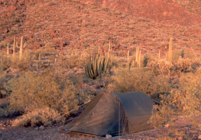 ../Images/189.Organ Pipe Cactus Natl. Mon.jpg